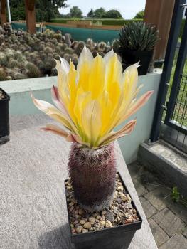 Echinocereus dasyacanthus